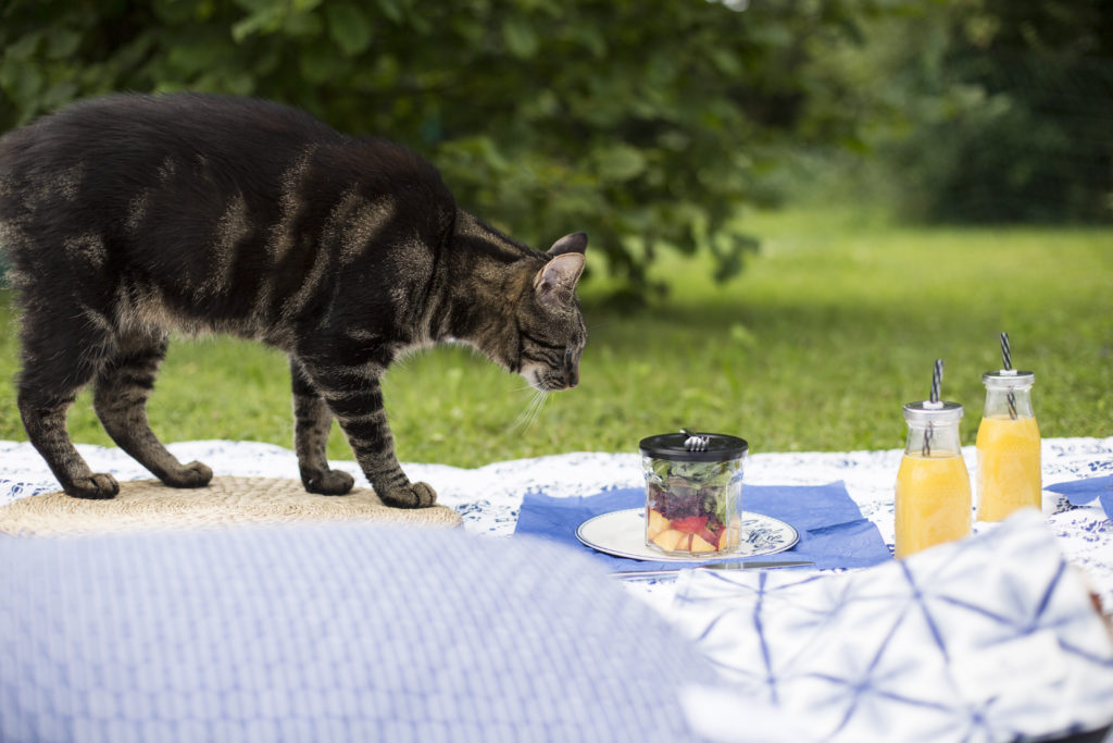 Hoher Besuch auf unserer Picknickdecke: Samtpfote Ferdinand. 